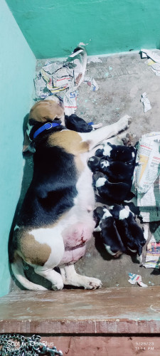 Beagle B2