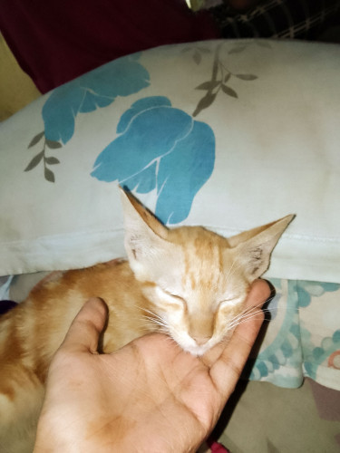 simi