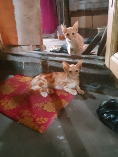 Rocky and sima