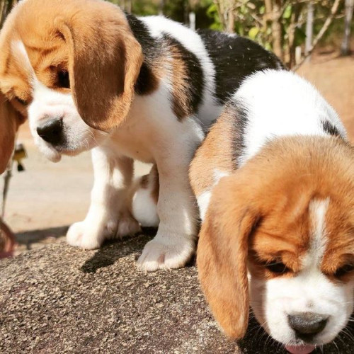 Beagle available for rehoming