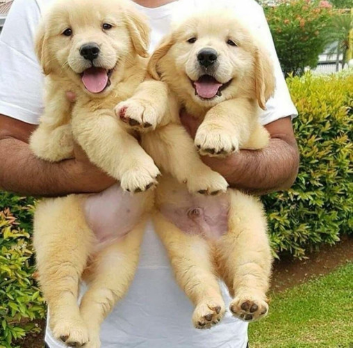 Golden retriever