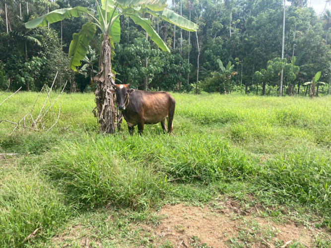 Sunandini cow
