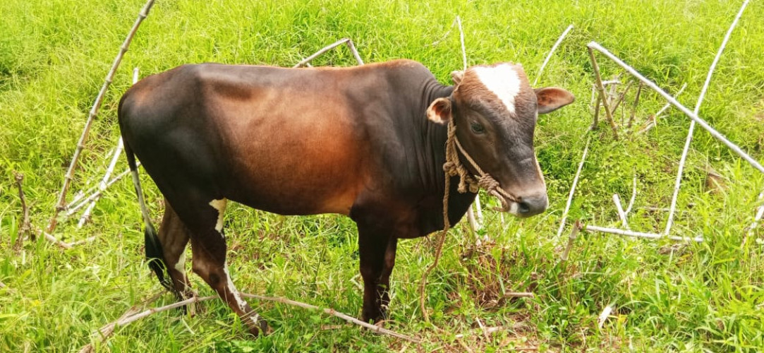 Vechur Bull
