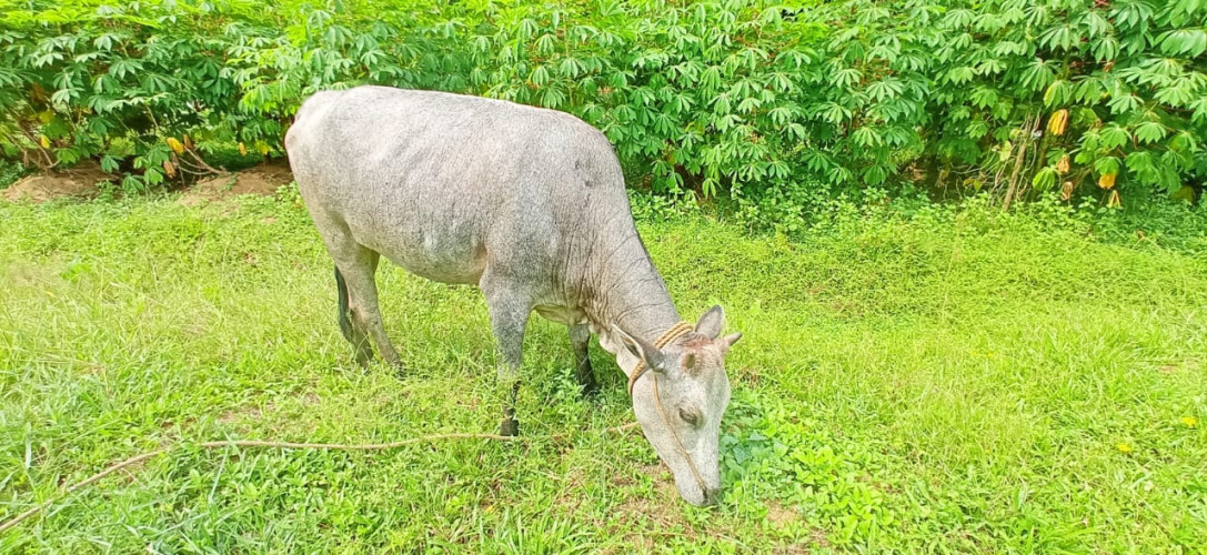 Vechur Cow