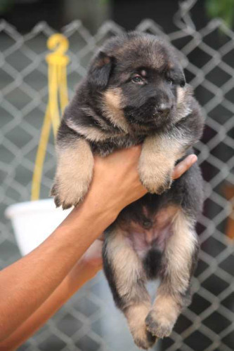 German shepherd