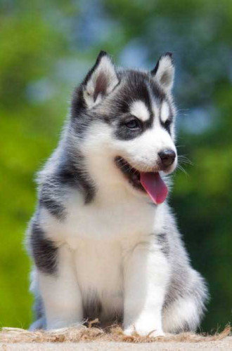 8754615589 husky Woolley cote puppy available in Chennai contact me