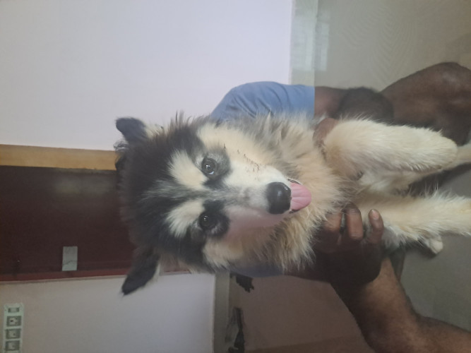 Female Huskey