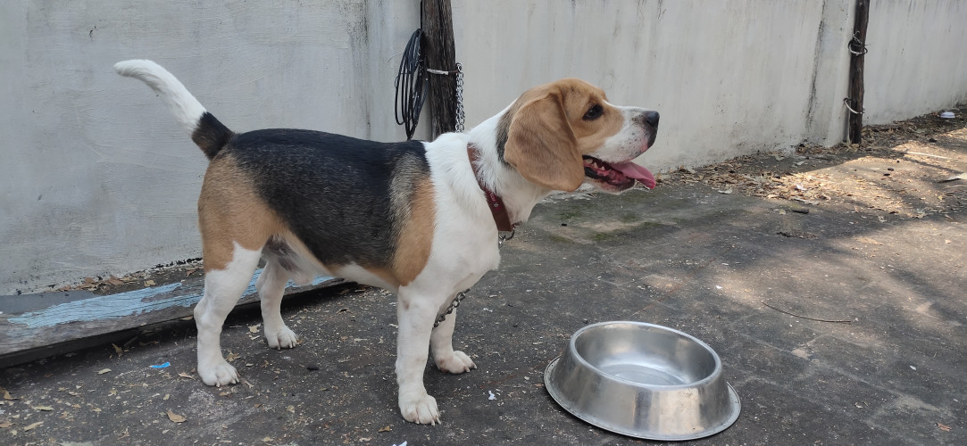Dog for sale