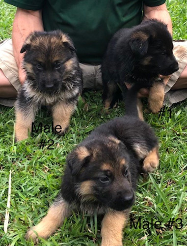 German shepherd