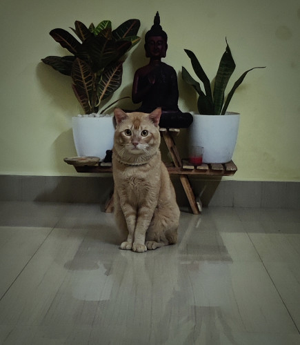 Cat for sale for free