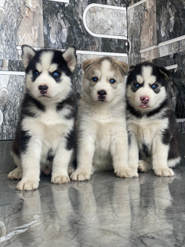 Husky