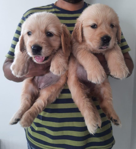 Golden retriever