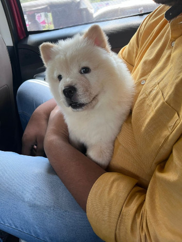 Chow chow