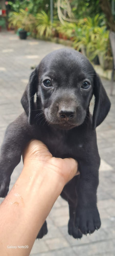 dash puppies