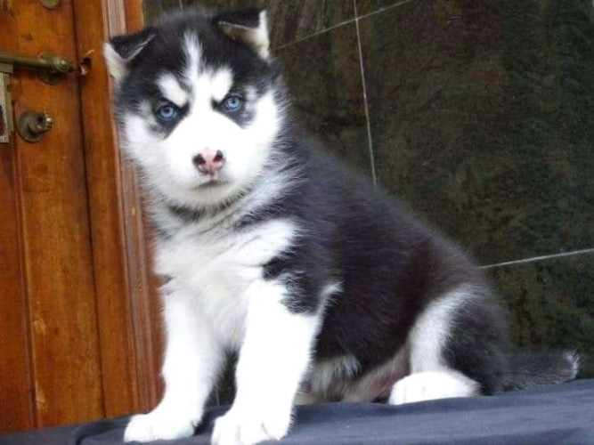 Blue eyes Siberian husky available