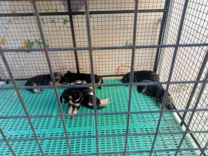 Gsd puppes for sale