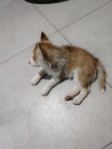 Siberian Husky