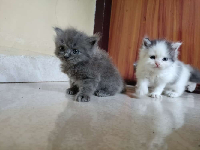 Persian cat