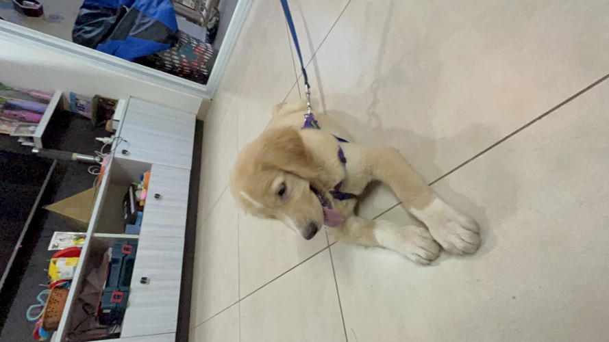 Golden retriever