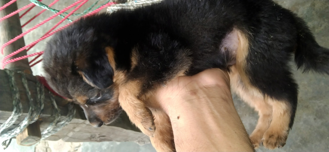 German shepherd