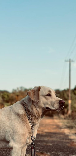 Labrador