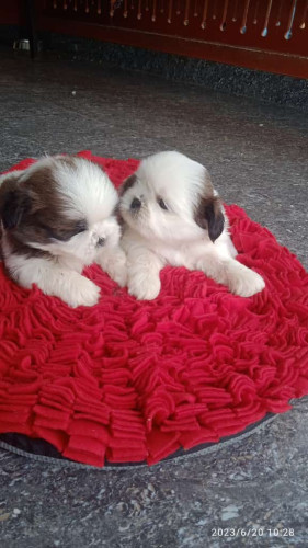 Puppy dog