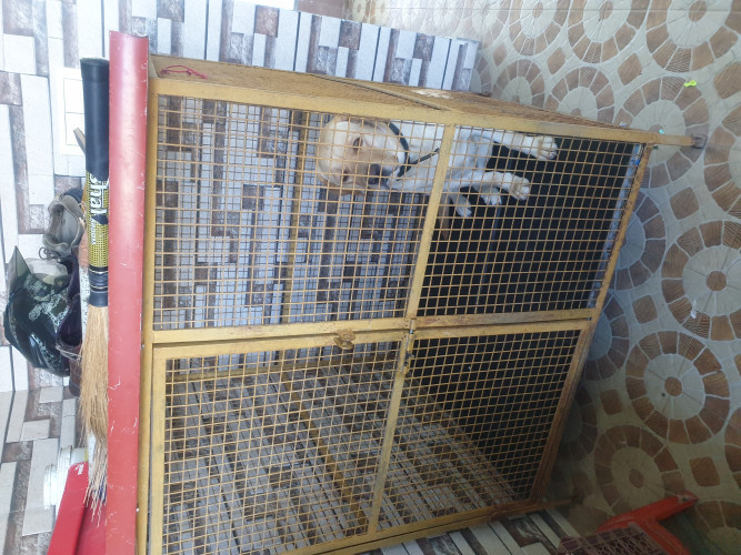 Labrador Dog for sale at Neelambur, Coimbatore Dogs