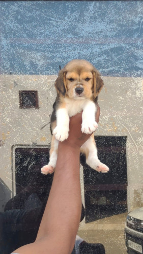 TrustDogSales Beagle Pups Available For Sale