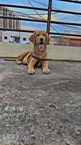 Jack