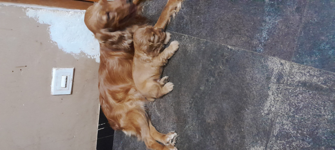 Cocker spaniel