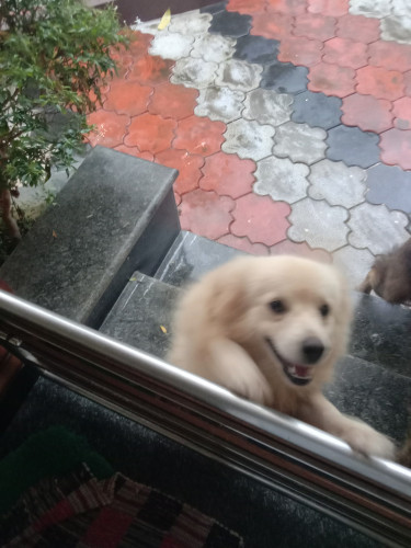Dogs for free sale