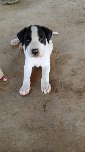 Dog