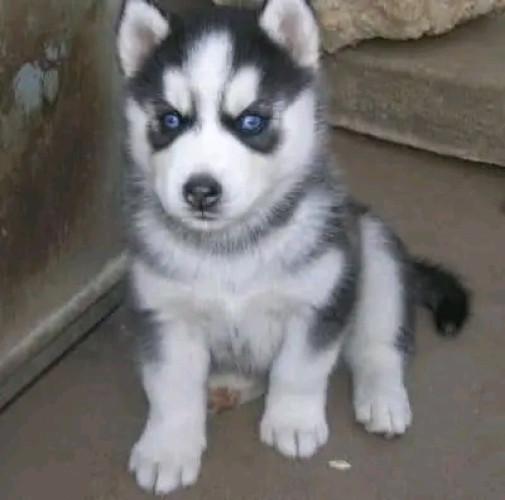 Siberian Husky puppy