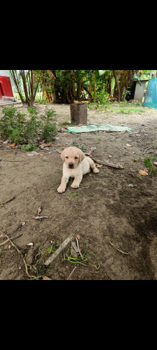 Labrador