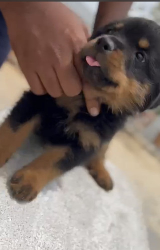 Rottweiler
