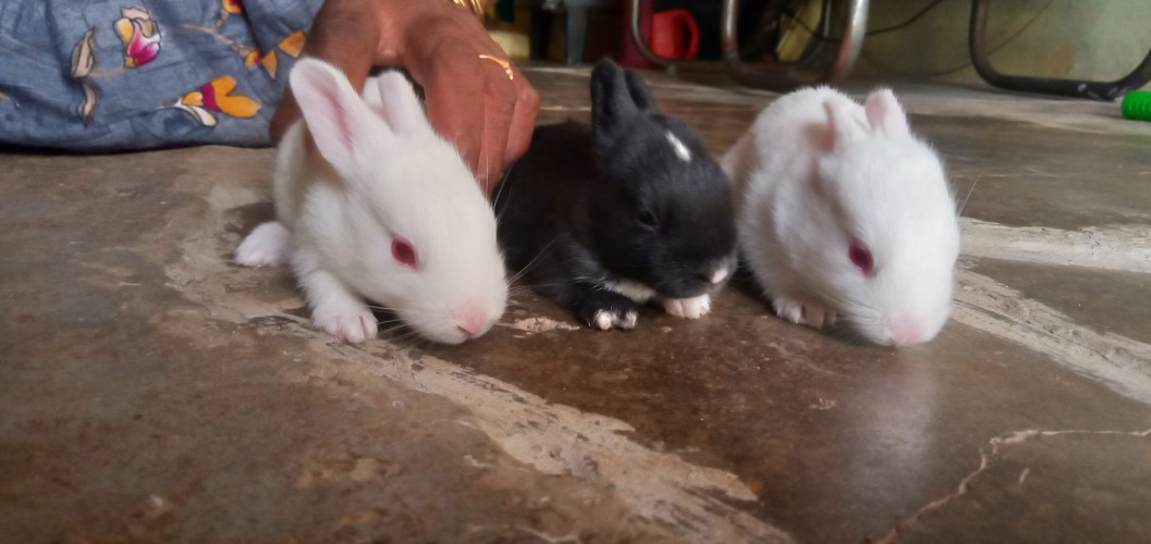 Rabbit selling