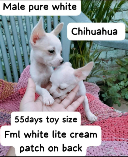 Chihuahua