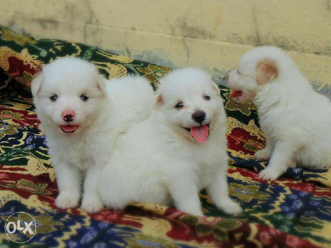 Pomerian