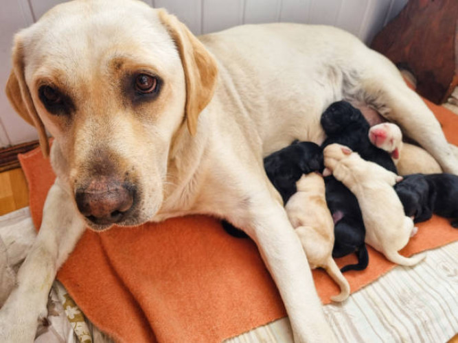 Labrador top quality puppy