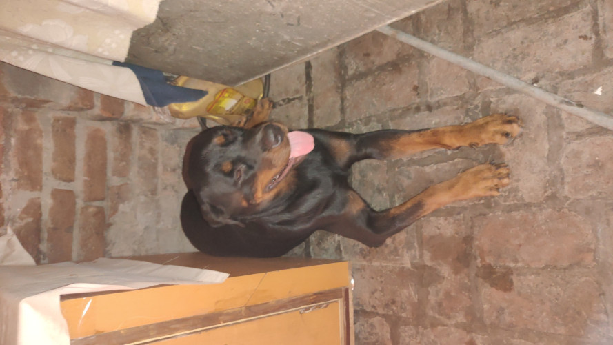 Female rottweiler