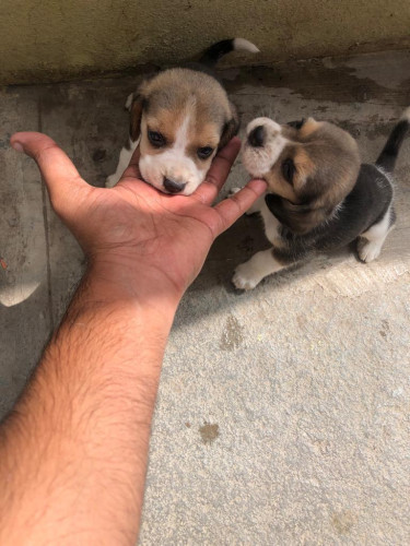 Beagle