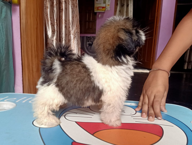 Trust Kennel ShihTzu Pups For Sale Delhi