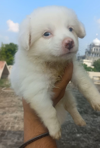 Pomeranian dog