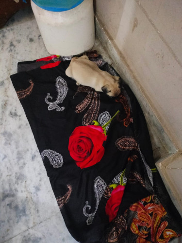Pug dog female