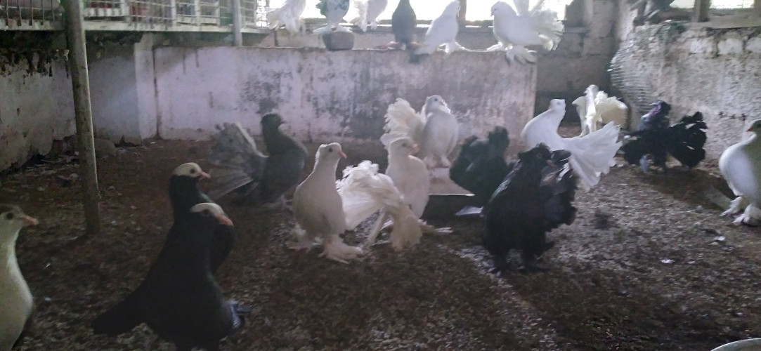 Pigeons for sale