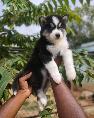 Husky