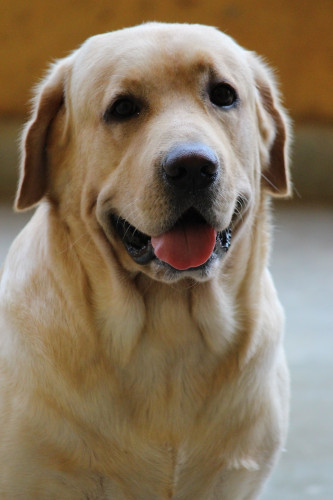 Labdor