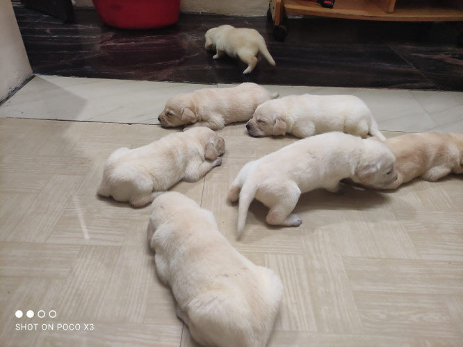 Lab puppies