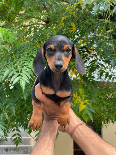 Dashund
