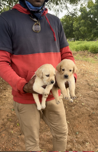 Labrador